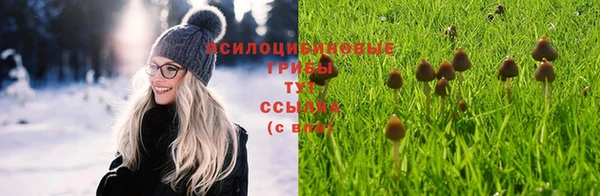 прущие грибы Армянск